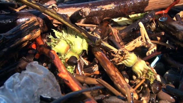 Sel fındık üreticisini vurdu...Tonlarca fındık sel suları ile denize sürüklendi