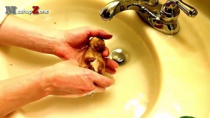 il mondo dei conigli, animali dolcissimi