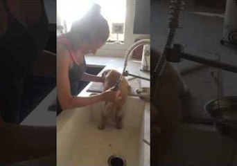 Pudgy Pup Tries to Escape Bath Time