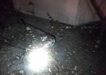 Loyal Opossum Won't Leave Its Injured Friend's Side