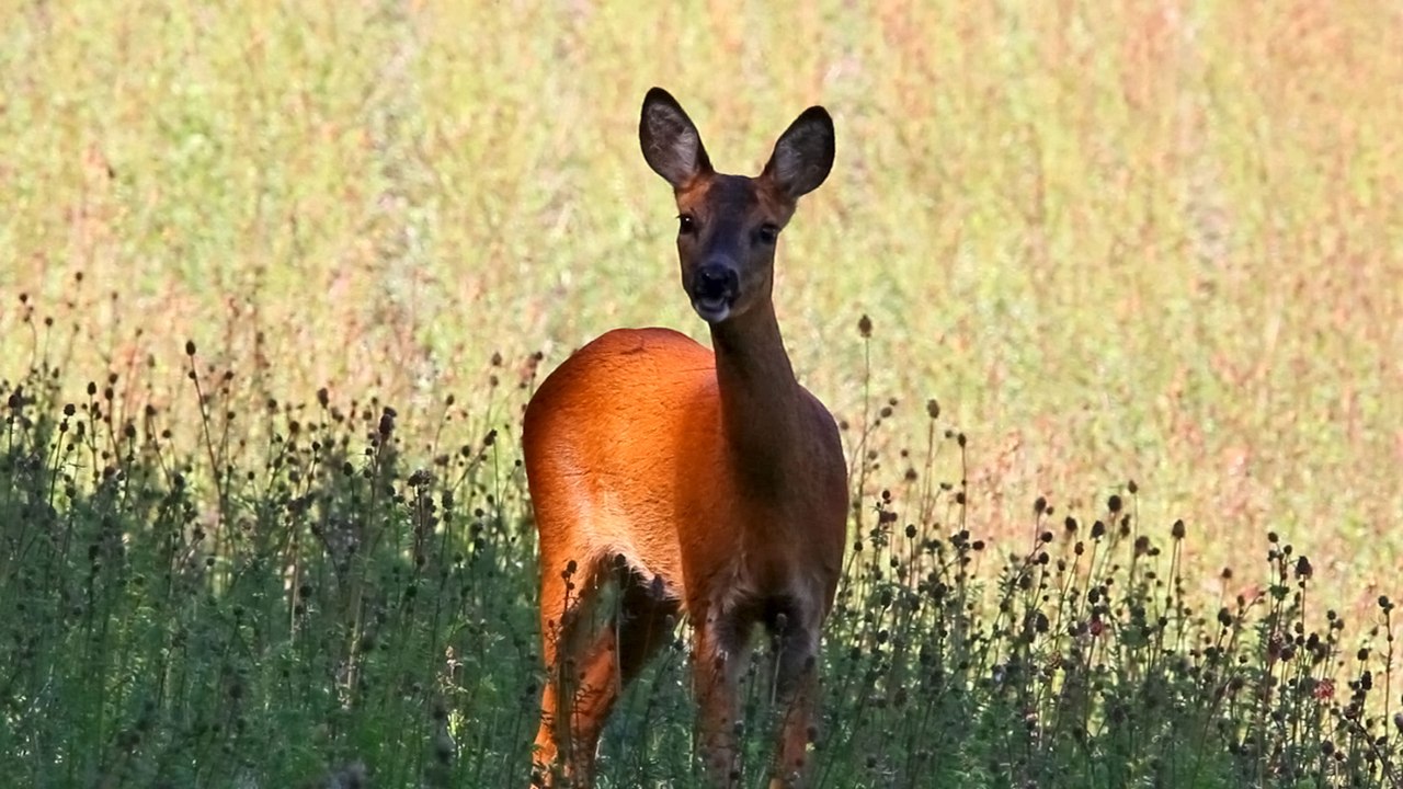 Chevrette dos au vent et coucous combattants