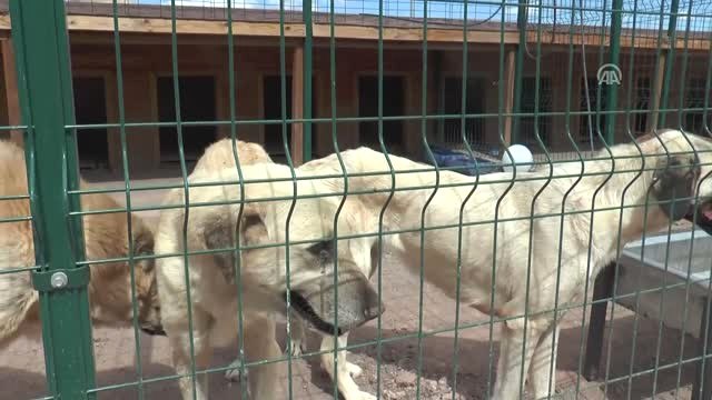 Sivas'ta Sokak Hayvanları İçin Hayvan Oteli