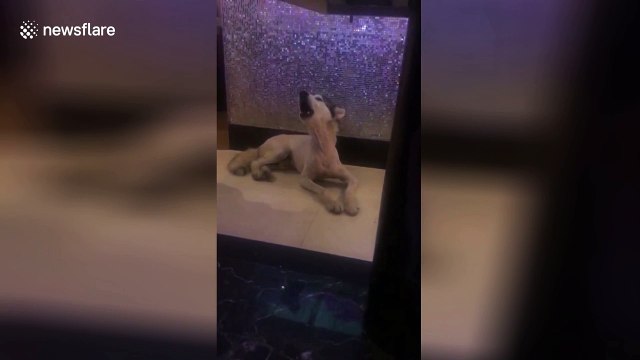This husky howls to duet with his master's karaoke