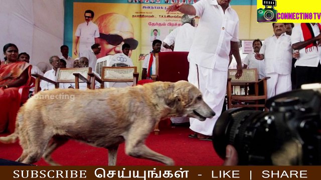 மனதை உருக்கவைத்த கருணாநிதி நாய்கள் ! பார்த்தப்படி கண்ணீா் ! Karunanidhi Dogs , Karunanidhi