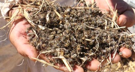 Şanlıurfa'da Milyonlarca Arı Sebebi Bilinmeyen Nedenle Öldü