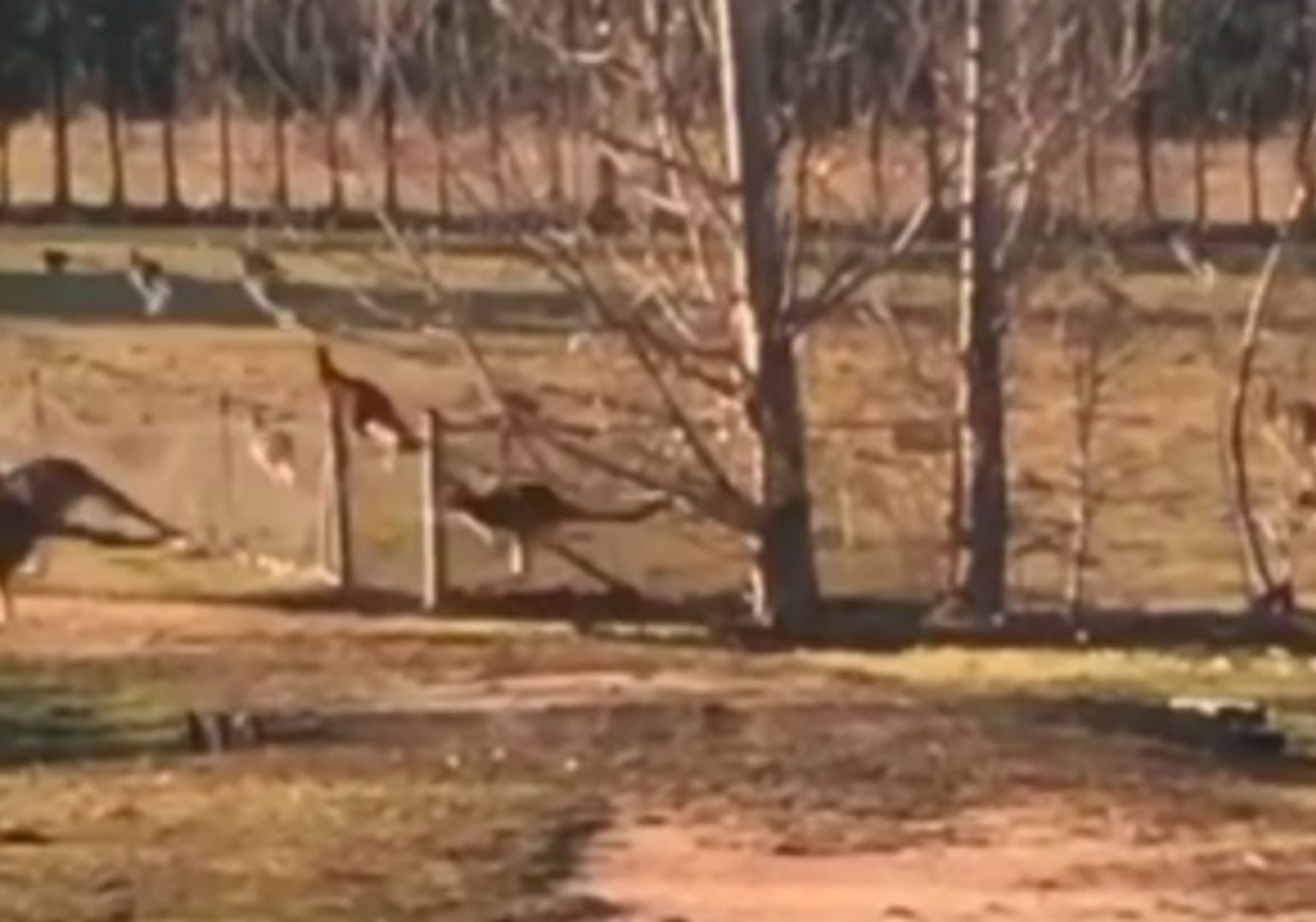 ⁣Mobs of Kangaroos Invade Charles Sturt University During Worsening Drought