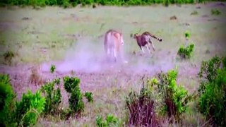Lion vs cheetah - A great battle | who will be the winner ?