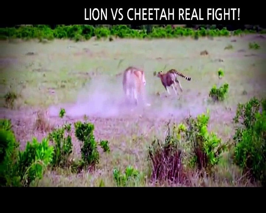 Lion vs cheetah - A great battle | who will be the winner ?