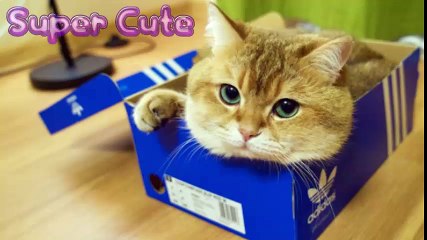 Super Cute Animals  Funny  Animal Videos Compilation (2018)