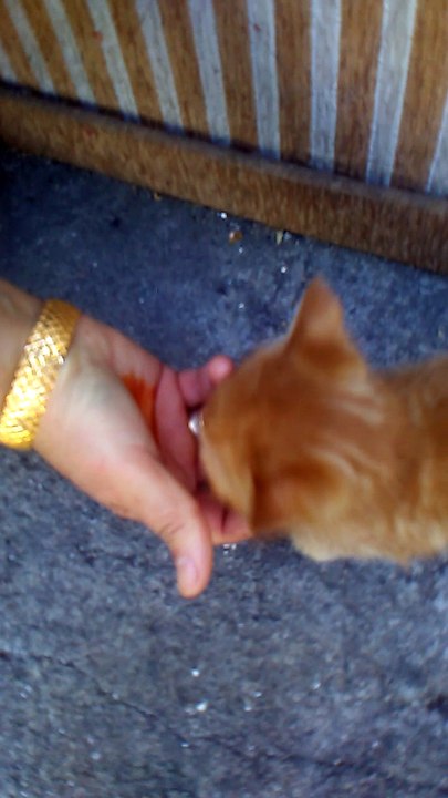 cute little kitten