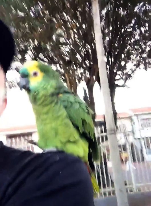 parrot!