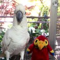 Cockatoos are hilarious 