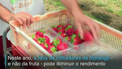 Com Brexit, sem morangos