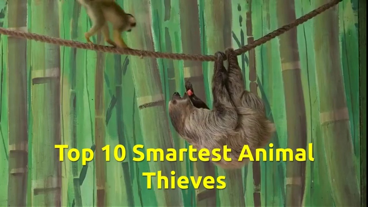Top 10 Smartest Animal Thieves