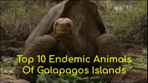 Top 10 Endemic Animals Of Galapagos Islands