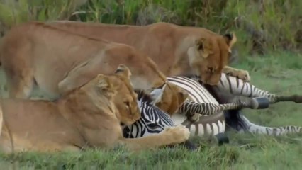 Lion Documentary 2018 - Most Powerful Preadors in Wild - Nat Geo Animals