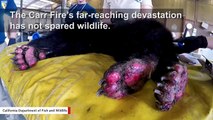Bear Cub With Burns From Carr Fire Getting Treatment Using Fish Skins