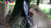 Animals in Mirrors Hilarious Reactions Compilation 2018 - Funny Animal Videos