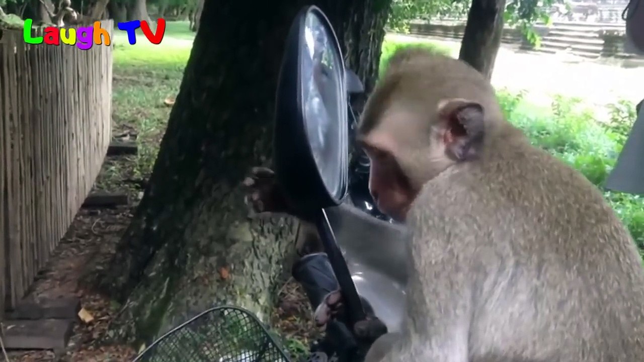 Animals in Mirrors Hilarious Reactions Compilation 2018 - Funny Animal Videos