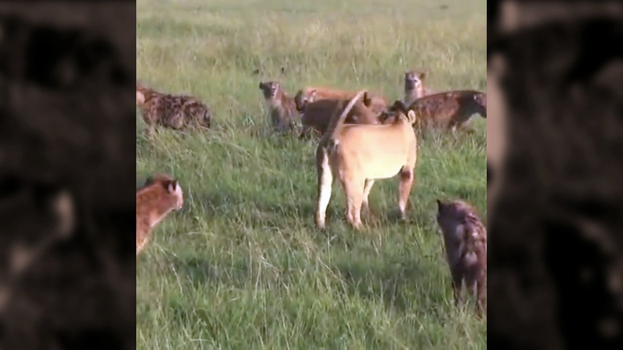 Lion Vs Hyena - Hyenas attacking a lioness - wild animals fight to the