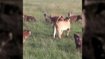 Lion Vs Hyena - Hyenas attacking a lioness -  wild animals fight to the death