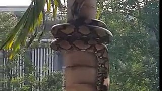 Snake Climbing In To The Tree