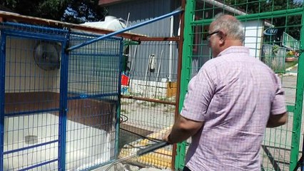 Beyoğlu'nda sokak hayvanları vantilatör ile serinleyecek