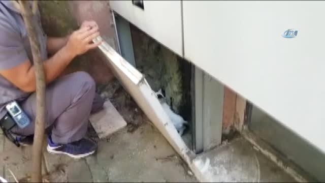 Hastaneye Gittiler, İtfaiye Ekiplerinin Kurtardığı Kediyi Sahiplendiler