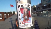 Bulana 2 Bin Lira Ödül Verileceği İlan Edilen Köpek, Taksim Metrosu'nda Bulundu