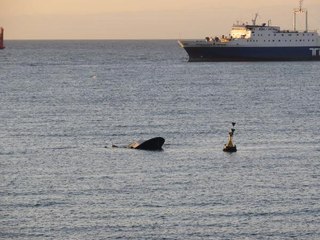 Beylikdüzü Açıklarında Batan Teknede 1 Kişi Kayıp