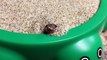 Un petit serpent joue à cache-cache dans un bac à sable... Adorable
