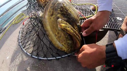 Dropping MASSIVE Baits for JETTY GIANTS