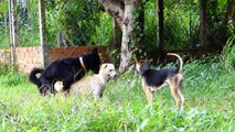 Bad face Rural Dog Happy With New partner |Cambodia Village Dog Meet new friend on grass Near Street