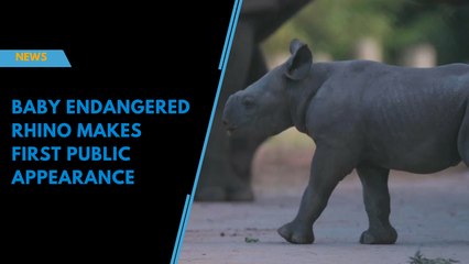 Baby endangered rhino makes first public appearance