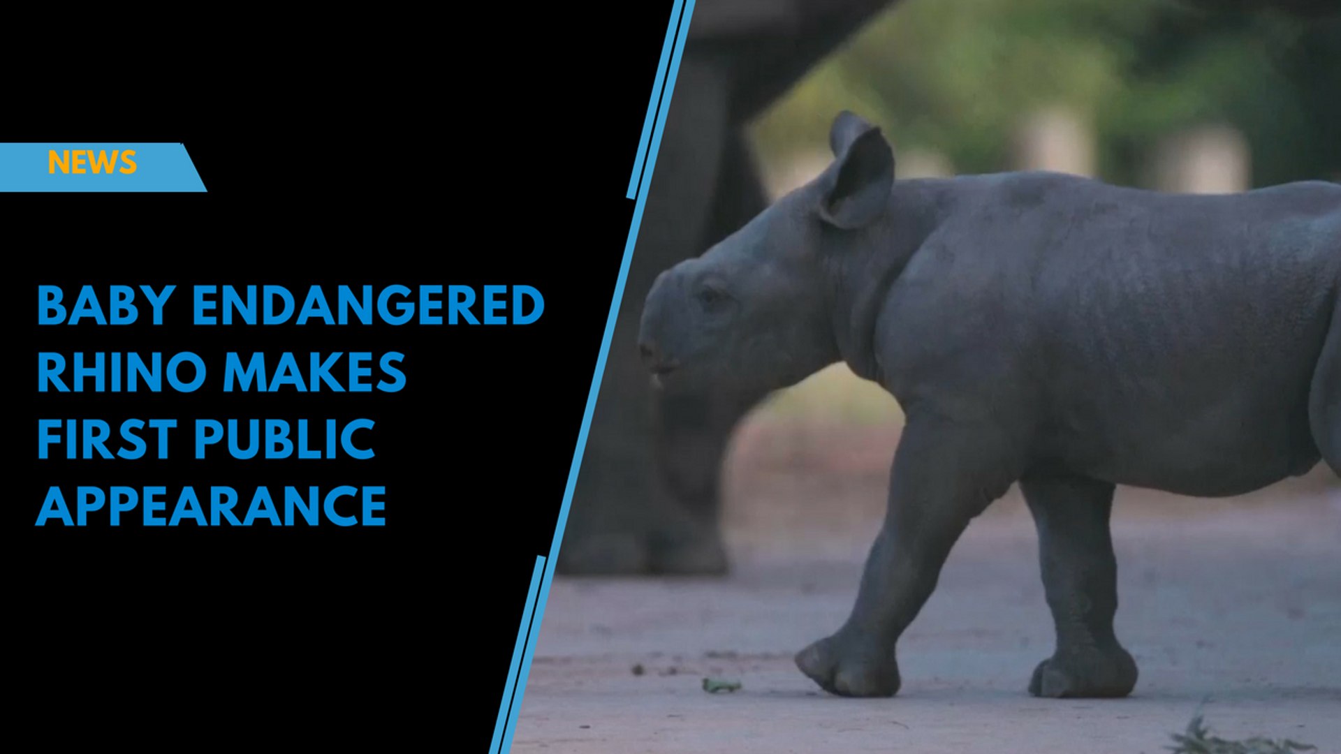 ⁣Baby endangered rhino makes first public appearance
