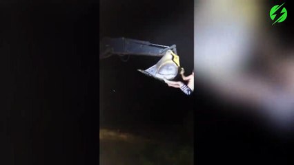 Balancé à l'eau par une pelleteuse : fou