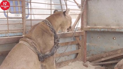 Circus Lion Lived In an Old Pick Up Truck For 20 Years. Now Watch His Reaction When They Free Him!