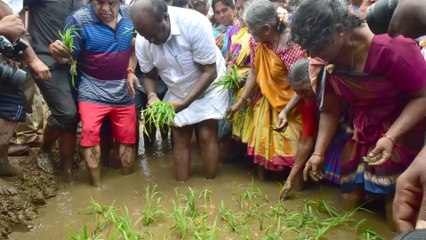 ಭತ್ತ ನಾಟಿ ರಾಜಕೀಯ ಗಿಮಿಕ್ ಅಲ್ಲ : ಕುಮಾರಸ್ವಾಮಿ | Oneindia kannada