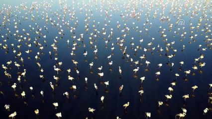 Türkiye'nin kuş cenneti: 'Acıgöl' - AFYONKARAHİSAR