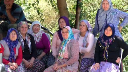 Kaliteli incir için devlet destekleri sürüyor