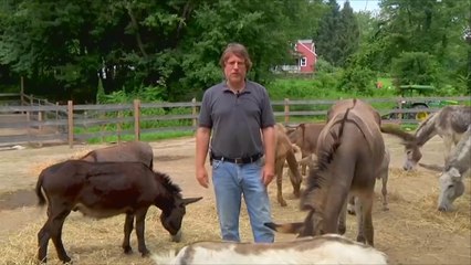 هذا الصباح- يوم مع الحمير يخلصك من التوتر والضغوط