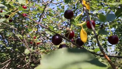 هذا الصباح-حكاية الكرز في روسيا.. ثمار ومربى وحلويات