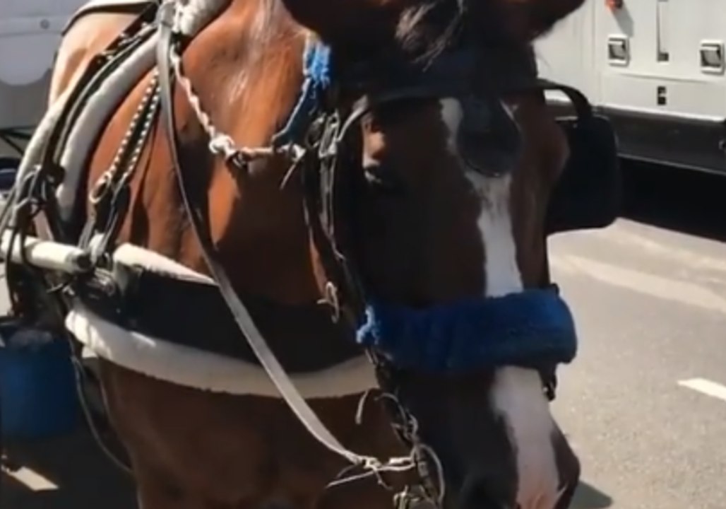 Activists Urge New Yorkers to Contact City Council as Carriage Horses Forced to Work During Severe Heatwave