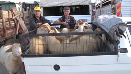 Trakya'daki Hayvan Pazarlarında Yoğunluk