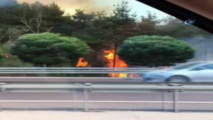 Mudanya'da ormanlık alanda yangın