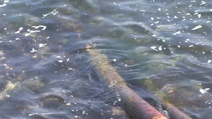 올해 첫 적조 피해 발생...양식장 집단폐사 / YTN