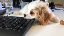 Cavachon Puppy chooses keyboard over bone