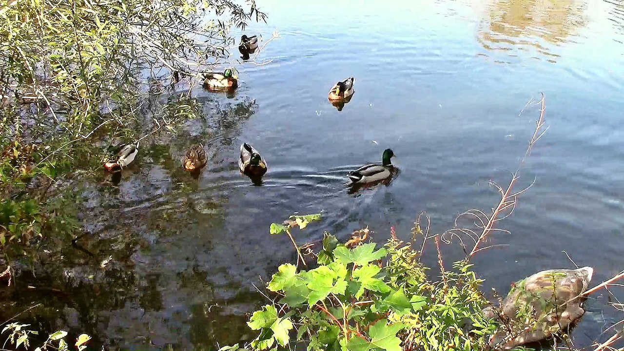 Enten und Schwäne in Limburg