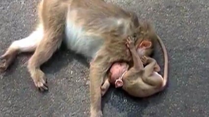 இறந்த குட்டி குரங்கு உடலுடன் அலையும் தாய் குரங்கு- வீடியோ