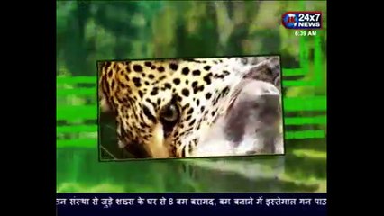 Terribly Interesting Facts About Pit Bulls